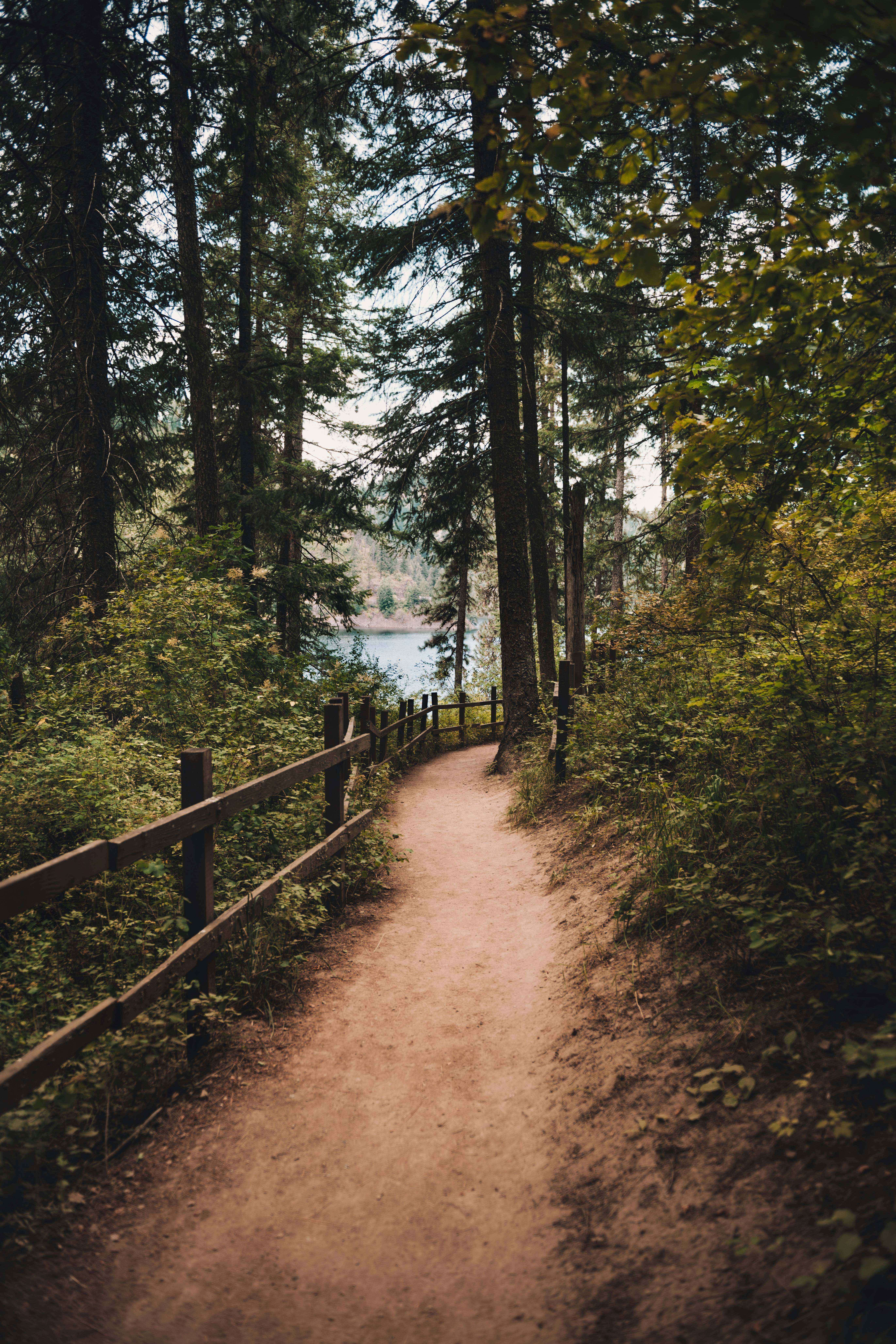 Lakeside trail through the pines near Coeur d&rsquo;Alene